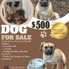 Female South African Boerboel Puppy -6 months -500.00
