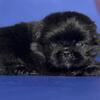 Pablo Male Pekingese