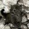 Female Persian kitten ready soon!  