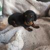 Min Dachshund Female 6 weeks old