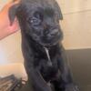 Cane Corso Puppies for sale