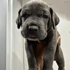 Cane Corso Puppies - Chicago 