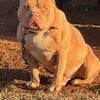 Bully puppies ABKC registered 
