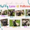 Full Fluffy Frenchies French Bulldogs