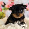 AKC Yorkie puppies