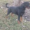 Male rottweiler aka reg.