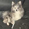 AKC BLUE MERLE Marble Gem Pattern Light Eyes DNA Tested Pomeranian Health Guarantee