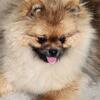 Pomeranian puppy female 