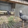 Timneh African Grey Proven Pair.
