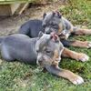 AMERICAN BULLY (BAREFOOTS BULLIES)🔥🔥🔥 ABKC pocket/standard