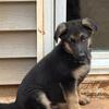 German Shepherd male puppies