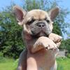 French Bulldog Female Puppy 6 weeks old rehoming 