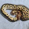 Ball pythons 