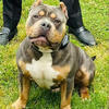 ABKC AMERICAN BULLY PUPS