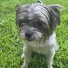 Yorkie mix