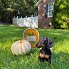 Mini Dachshund Males Puppies – CKC Registered – Born June 3, 2025