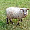 Purebred Shetland Sheep Lambs
