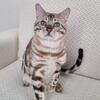 BLUE SILVER PUREBRED BENGAL KITTENS TICA