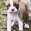 Puppies Available Pa