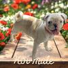 Male pug puppy