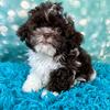 Alfie adorable male Shipoo puppy in Ohio!