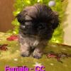Female 6 weeks old Pekingese - CC