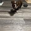 Exotic Micro Bully Male 7m