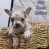 Nola Female French Bulldog