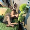 Sphynx kitten -price reduced