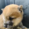 SHIBA INU PUPPIES READY FOR HOMES