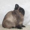 Purebred Netherland Dwarf Bunny Rabbit Siamese Sable Buck