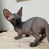 Sphynx kittens BAMBINO