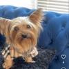 Yorkie parti boy(exotic yorkie)