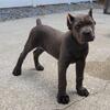 AKC Champion Import Bloodline Cane Corso Pups Available