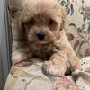 Maltipoo puppies 