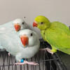 Indian ringnecks babys 