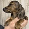 AKC mini dachshunds 