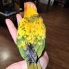 Baby female sun conure 