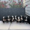 AKC Bernese Mt Dog Puppies