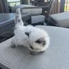 Seal Point Persian Kittens