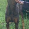  2 fawn Doberman puppies 