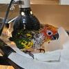Handfed baby sun conure (red factor)
