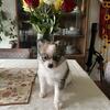 Unavailable -Pomeranian female eight weeks