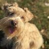 AKC Red Wheaten Miniature Schnauzer with Rare Blue Eyes – Stud Available