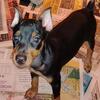 Miniature Pinscher puppies