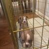 Exotic micro bully pups available male and female