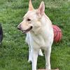Blonde Female German Shepherd 2 years old
