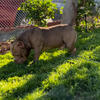 AMERICAN POCKET BULLY "Correct " STUD