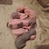 Sphynx kittens for sale