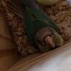 Green Cheek Conure Variations